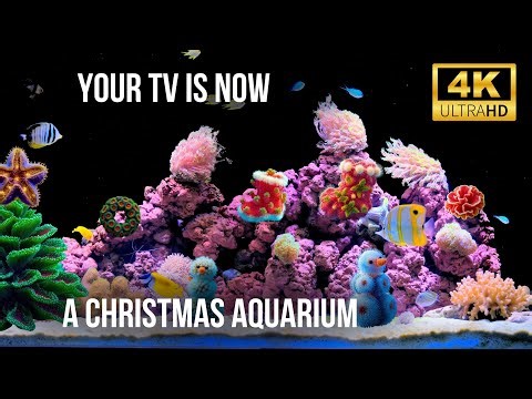 🐠 12 Hours of Cozy Christmas Aquarium 4K | Natural Water Sounds & Coral Beauty