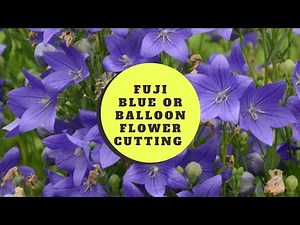 Fuji blue flower (balloon flower) cutting/ ballon flower care and updates/pruning/best perennials