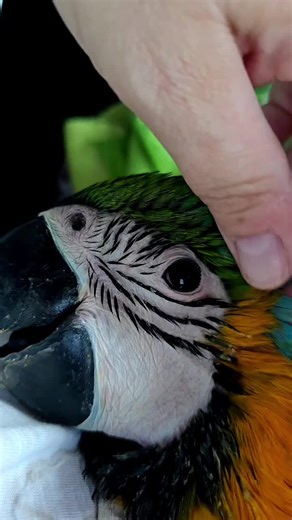 Essential Love and Care for Baby Macaws