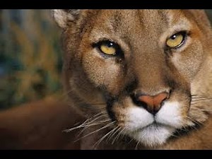 😻 Meowing cheetahs 😻