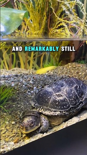 Blanding’s Turtle | Narrated Animal Profile | The Oldest Freshwater Turtle in the World