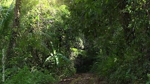 Muddy road with deep ruts in tropical forest after rain. Beaten trail in tropics. Natural path with tyre tracks in exotic rainforest with lush vegetation. Travel through jungle during wet season.