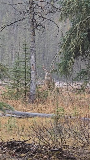 Young buck caught making scrapes in the river bottom. #spitzigsoutfitting #whitetail #whitetailhunting #whitetailbuck #snortwheeze #StillHunting #mountains #whitetailrut #guidelife #memories #spotandstalk #MountainDeer | Brian Michael Spitzig