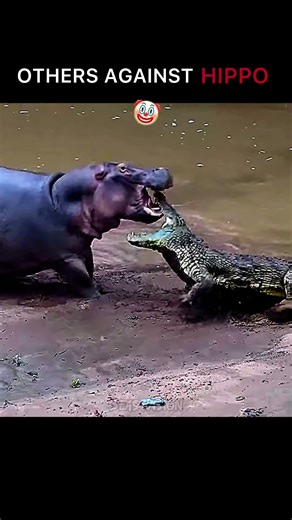 Hippo vs other animals #animals #wildlife #shorts #elephant #hippo #rhino