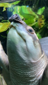 The Fly River turtle's lineage stretches back 70 million years to the Eocene period before dinosaurs became extinct. It's the last living member of the Carettochelyidae family of turtles. Fly River turtles, also known as pig-nosed turtles, use their disk-shaped snouts for snorkeling, detecting scents underwater, and locating food. Zoo guests can find this whimsical endangered species swimming in The LAIR. #WorldTurtleDay #FlyRiverTurtle #Turtle | Los Angeles Zoo