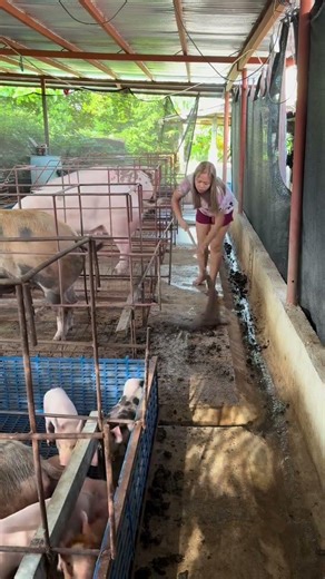 Big Pig Growth in Just 30 Days – Unbelievable! #PigGrowth #FarmHacks #Livestock