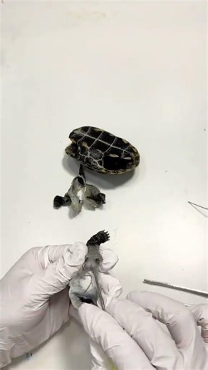 Taxidermy Tortoise DIY: Dry & Display Your Pet #Turtle #ReptilePet