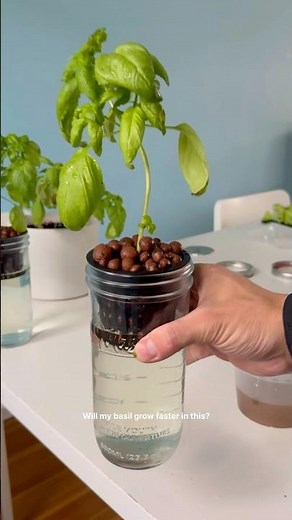 Growing basil in soil vs. water