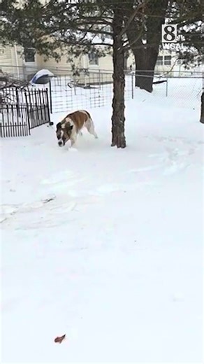 This weekend's snowstorm had people all over the Susquehanna Valley sending us videos of their animals enjoying time in the snow. Take a look at our video compilation. | WGAL News Channel 8 Susquehanna Valley, Pa.