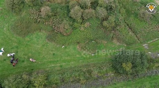 Drone footage shows hounds chasing fox in what campaigners claim is an illegal hunt