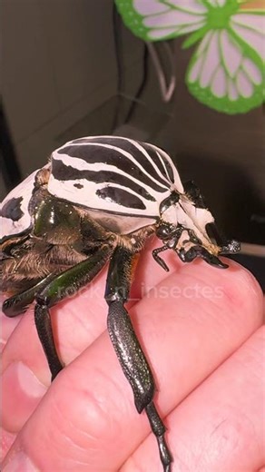 The world's largest rose chafer! #beetle #bugs #insects #nacfamily #rock_n_insectes