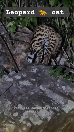 leopard 🐆 cat sighting in front of the wild camps Marchula #trending #travel #viral #wildlife