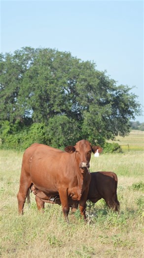 Santa Gertrudis is a breed known for its adaptability, maternal proficiency, heterosis and productivity. We've asked seven breeders from across the country to give their thoughts on the breed, how it fits into today’s cattle industry and why it is the preferred American beef breed. Their insights are consistent, yet diverse – a reflection of the diversity in climates, production processes, goals and marketing programs. These breeders provide a true insight into the ability of Santa Gertrudis cat