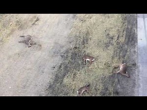 Deer Jump From Highway Bridge