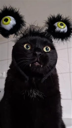 Happy Halloween with Cats 🎃 #cats #kittens #halloween