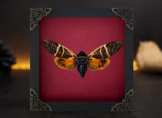 Real Framed Cicada Shadow Box Bug Insect Frame Taxidermy Taxadermy Wall Art Hanging Decoration Artwork Oddity Home Decor Gallery - Etsy