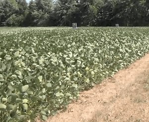 Soybean School: 80 Bushel  Beans Are Possible in Ontario