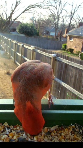 Northern Cardinal #cardinalbird #cardinals #birdfeeder #birdwatching #birds #wildlife #birdfeeding