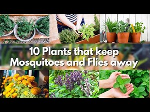 10 Plants that keep Mosquitoes and Flies away 🍃🦟 mosquito repellent plants 🍃🦟