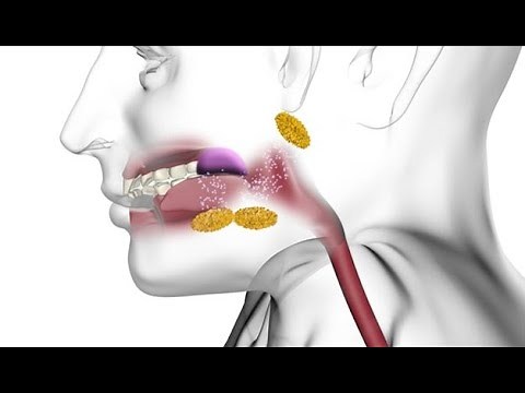 La digestion comme vous ne l'avez jamais vue | Corpus