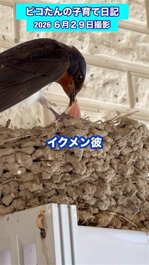 夫婦で一生懸命子育て【ツバメ】