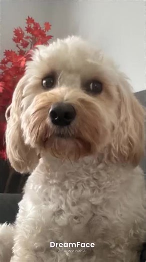 #cockapoo #cockapoosoftiktoks #cockapoolove #fyp #fypageシ #fypviral