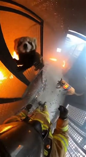 Tiny Hamster Saved Seconds Before Fire Spread 😭 | Firefighter BodyCam POV #animalrescue