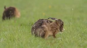 A moment of calm with a hare in a field 🐰 If you spot brown hares 'boxing' in the fields, it is most likely that you are watching a female warding off the advances of an amorous male, not two males fighting. In March keep an eye out for the characteristic boxing behaviour as mating season begins. | Suffolk Wildlife Trust