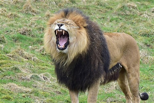 Das sind die fünf größten Zoos in NRW