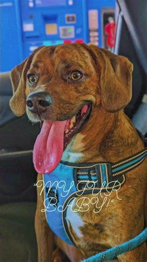 Smokey is the most photogenic Beagle and Pitbull mix breed ever!