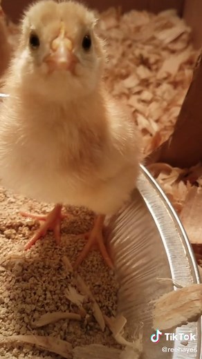 Fixing Splayed Legs in Chickens: Effective Solutions Revealed