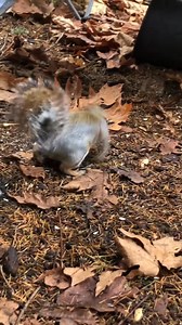 There were so many young squirrels this year. These are the two youngest. This one showed up with part of his ear dangling and I didn’t recognize him from before but he was very comfortable naturally I guess. The baby-baby has been around for about a week now. Keeps a really low profile but doesn’t seem to actually be afraid of me at all. Just finds little scraps on the ground basically and can be hear for a good long time sometimes. #squirrel #wildlife #nuts #backyardwildlife #fypシ | Christophe