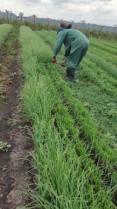 1.9M views · 9.5K reactions | Many people ask, why prune the onions...