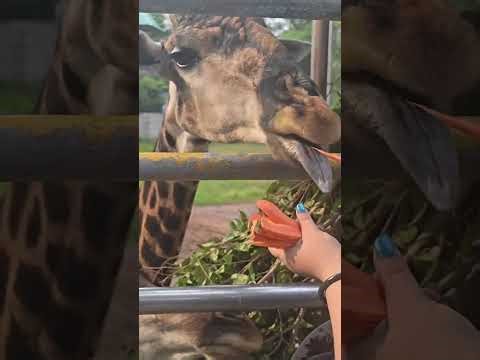 Public ASMR at the Zoo Gentle Triggers, Whisper Walk & Animal Sounds for Sleep