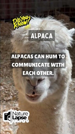 Alpaca's Unique Language: The Humming Communication!