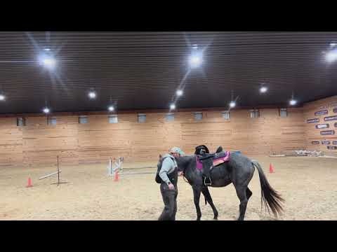 Dealing with high winds with a young horse