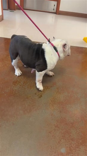 18K views · 743 reactions | Please welcome Nana Bloom to our rescue...