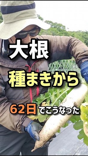 大根、種まきから62日でこうなった