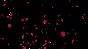 Red Rose Petals Burst on Alpha Channel 4K