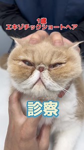 エキゾチックショートヘアの診察｜動物病院での流れと注意点