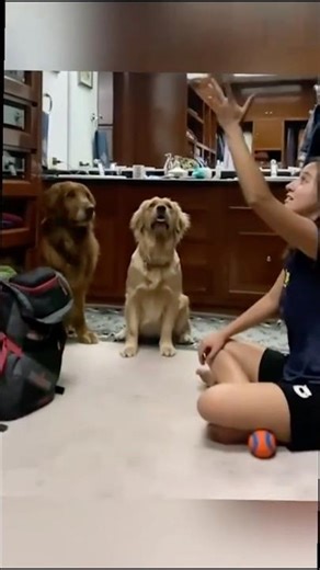 Dogs are magic!