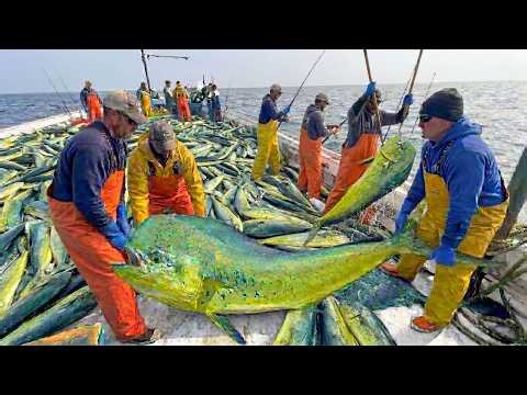 Giant Mahi Mahi Fishing in Mexico | The Best Bait for a Million-Dollar Catch