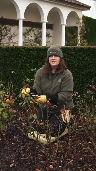 17K views · 787 reactions | Have you started pruning your roses? ✂️...