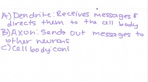 SOLVED:The function of a dendrite is to a. transmit signals to… | Numerade
