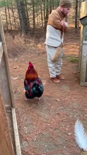 The bobcat jumped — but the rooster exploded first