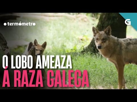 🐺O LOBO ameaza á RAZA GALEGA | O TERMÓMETRO