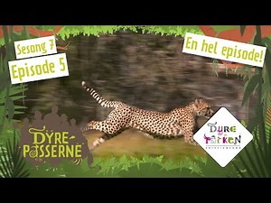 Olav lærer gepardungene til å bruke løpestrengen | Dyrepasserne S7E5 | Dyreparken