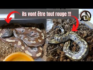 Ils finiront ROUGES python brongersmai !!! REPTI'STORE
