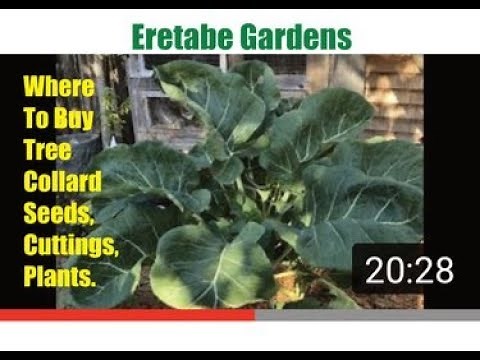 Where To Buy Tree Collards (Seeds, Cuttings & Plants). Collard Greens That Grow As Trees.