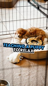 166K views · 2.4K reactions | As I've stated many times, puppyhood is...